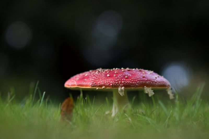 Champignon Dans La Pelouse à Quincampoix
