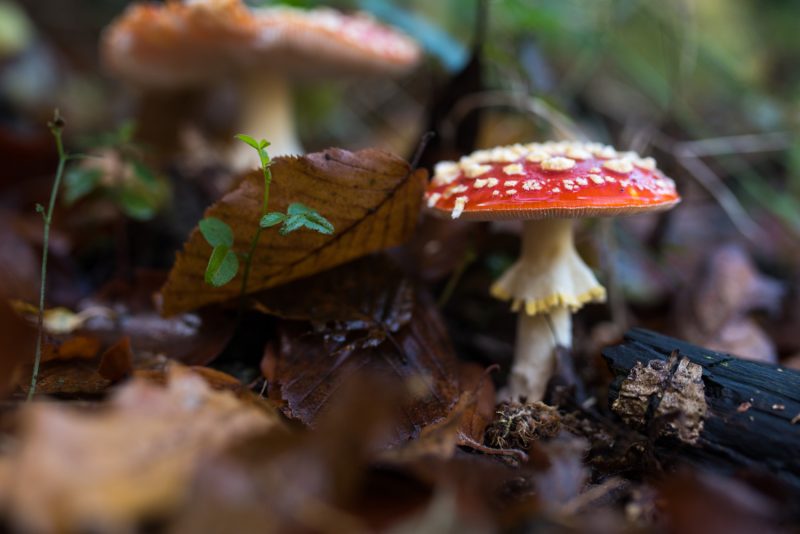 Champignon Dans Les Forêts De Rouen