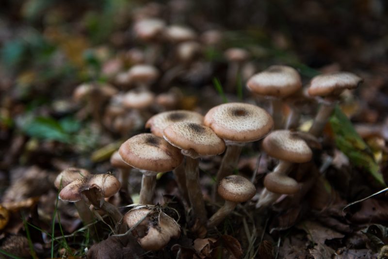 Champignons Dans Les Forêts De Rouen