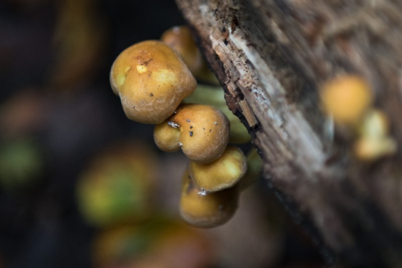 Champignons Dans Les Forêts De Rouen