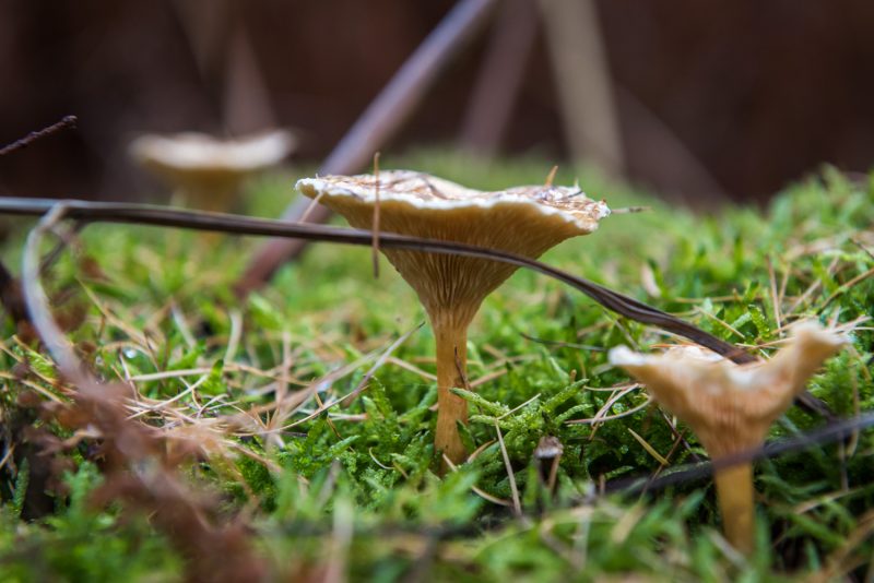 Champignons Dans Les Forêts De Rouen