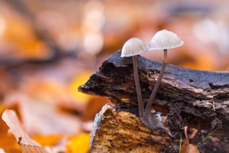 Champignons Dans Les Forêts De Rouen