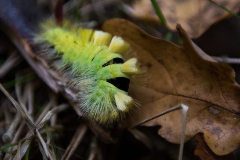 Chenille Dans Les Forêts De Rouen