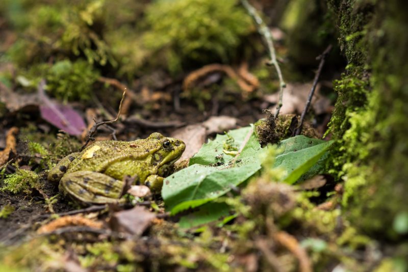 Crapaud Sur La Mousse Du Sol De La Forêt
