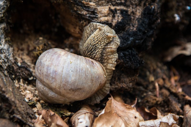 Escargot