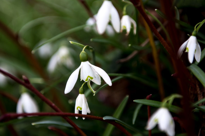 Fleur De Printemps