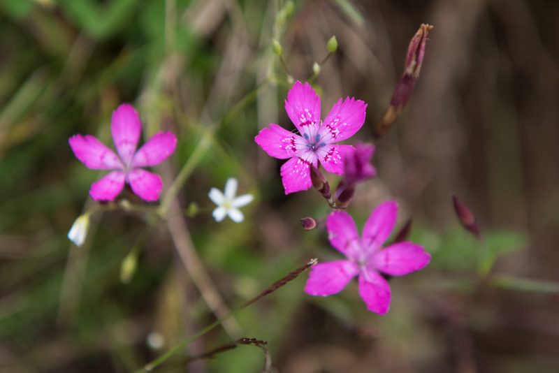 Fleur Des Montagnes Des Balkans