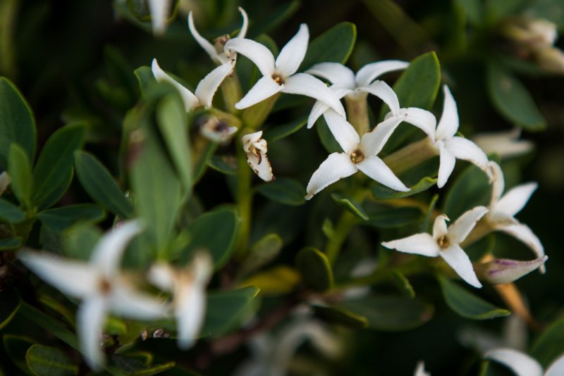 Fleur Des Montagnes Des Balkans