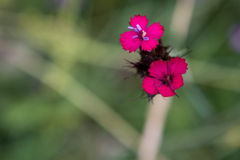 Fleur Des Montagnes Des Balkans
