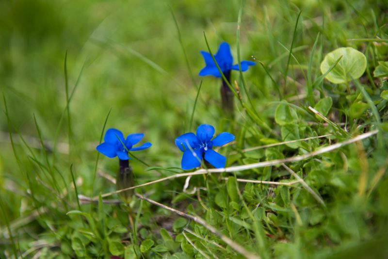 Fleur Des Montagnes Des Balkans