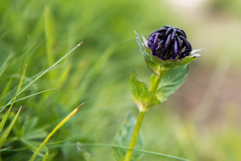 Fleur Des Montagnes Des Balkans