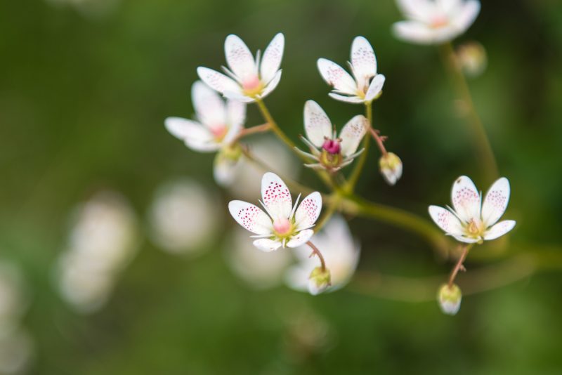 Fleur Des Montagnes Des Balkans
