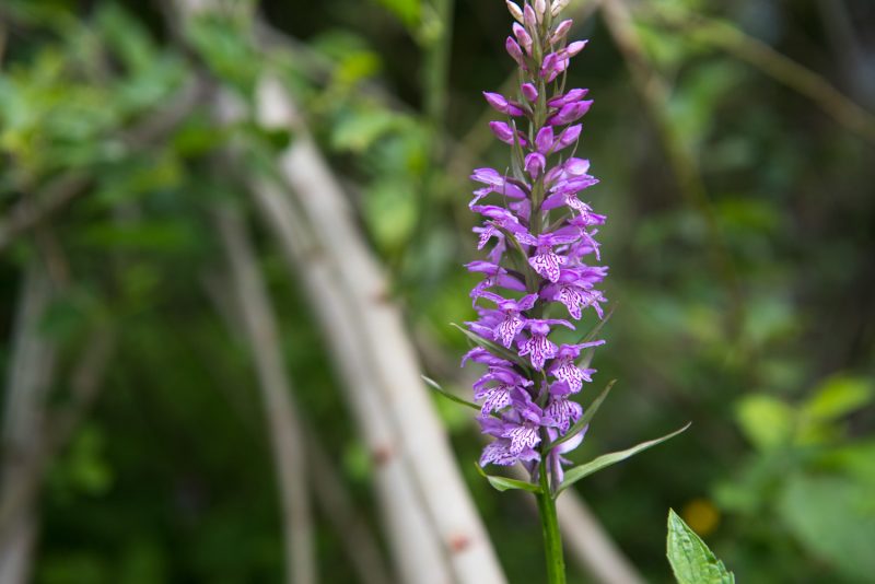 Fleur Des Montagnes Des Balkans