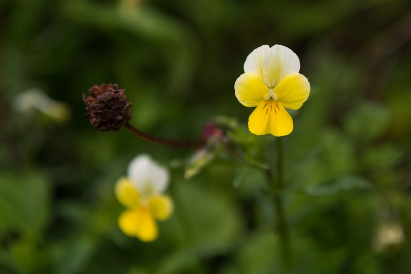 Fleur Des Montagnes Des Balkans