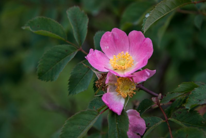 Fleur Des Montagnes Des Balkans
