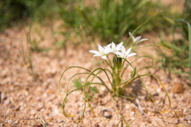 Fleur Du Désert - Iran