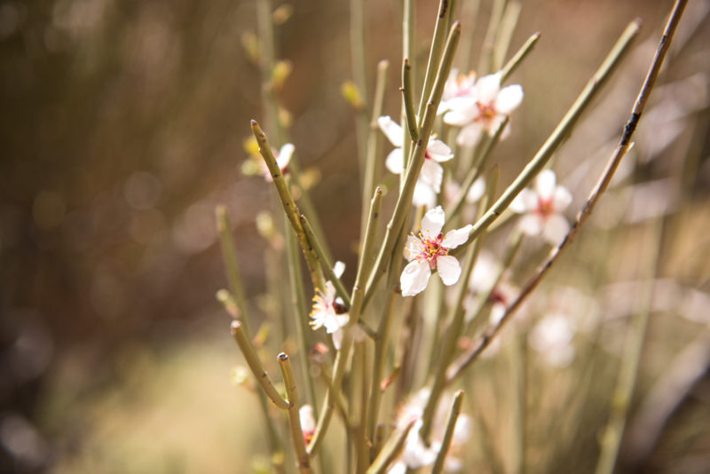 Fleur Du Désert - Iran