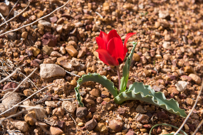 Fleur Du Désert - Iran