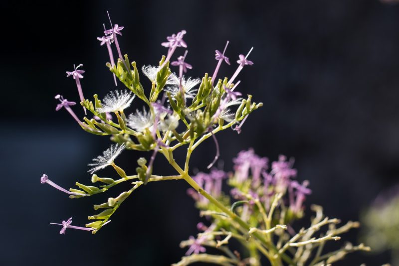 Fleurs Du Larzac