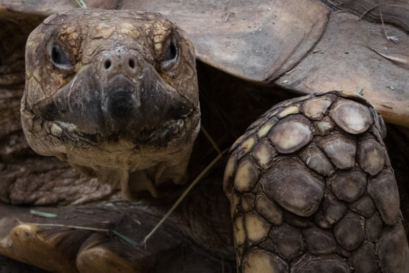 Tortue Terrestre